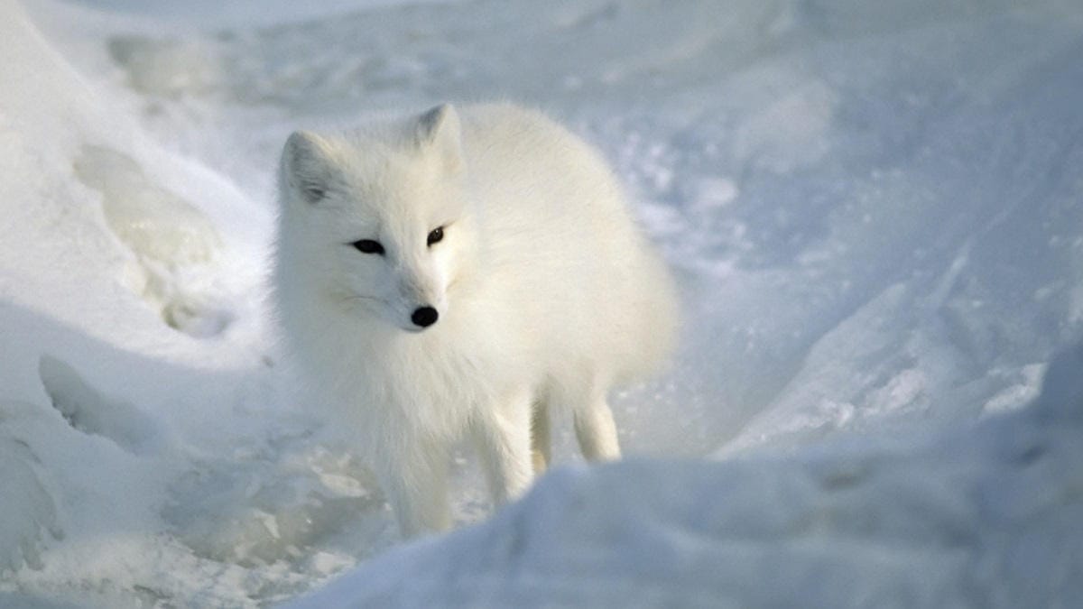 Arctic fox in white snow