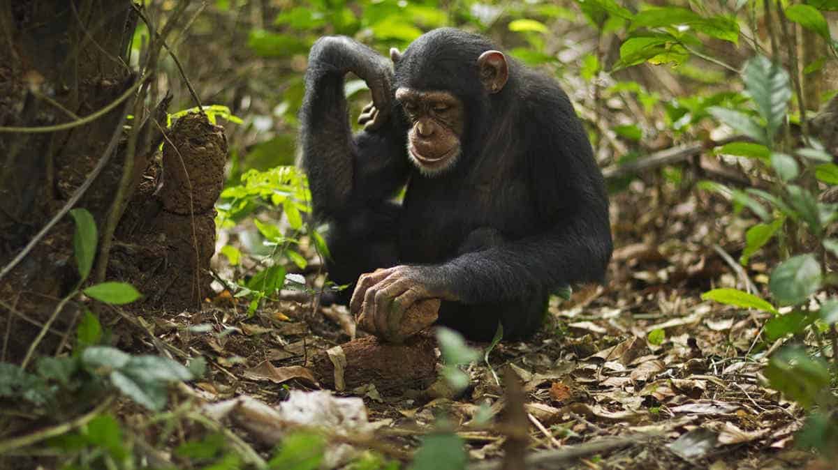 Chimpanzee using tools in the forest