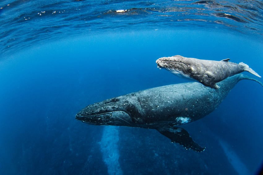 An underwater photo of a baby humpback whale swimming alongside an adult close to the surface,