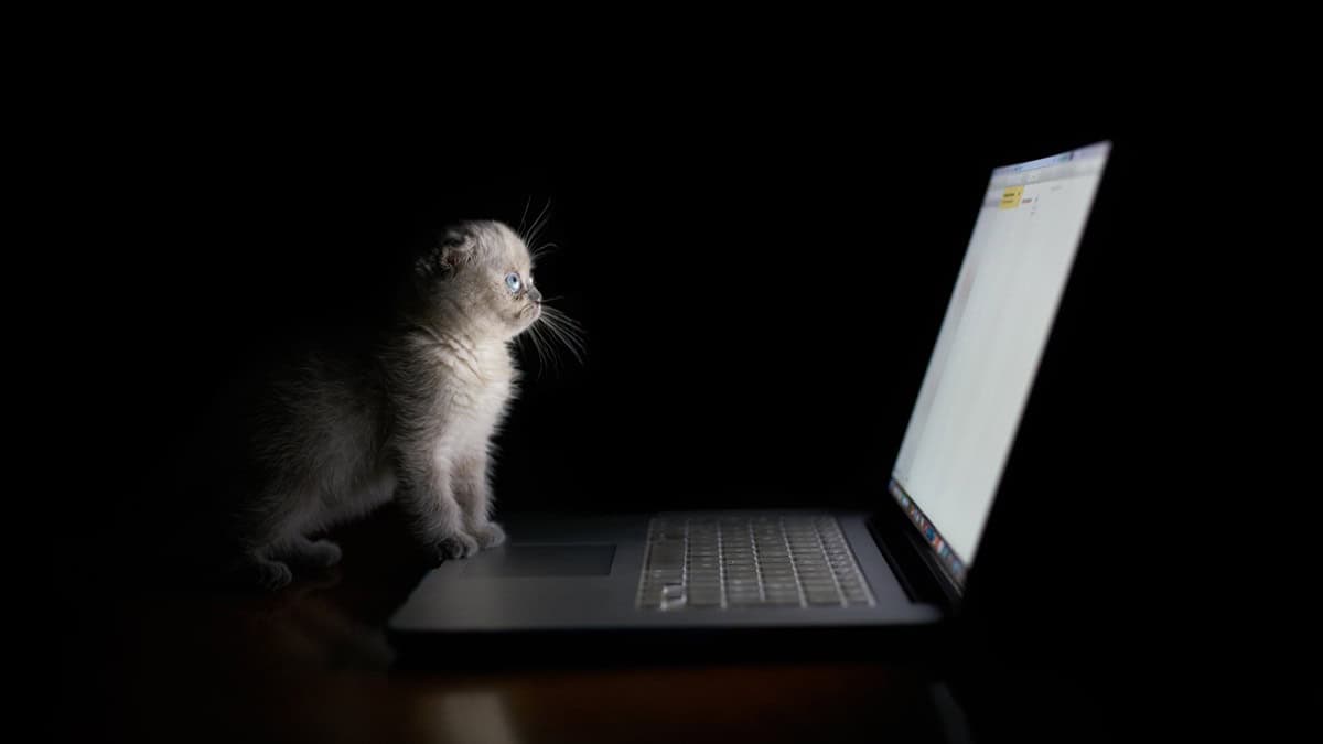 Kitten cat computer laptop black background