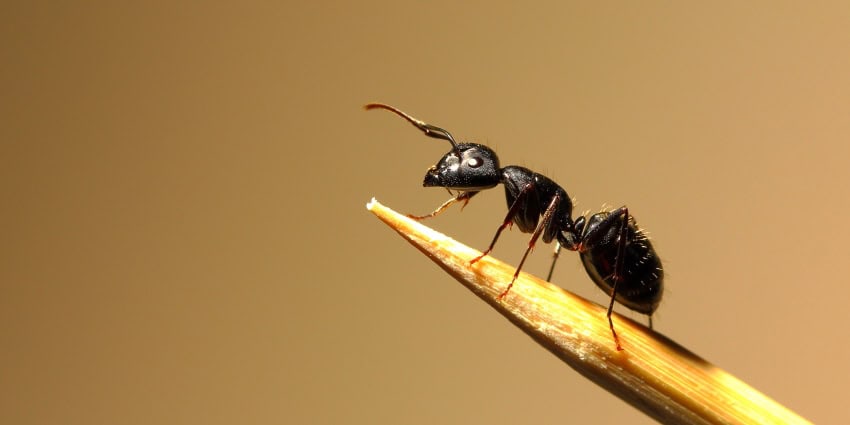 A closeup photo of a common black ant standing on the sharpened point of a stick of wood.