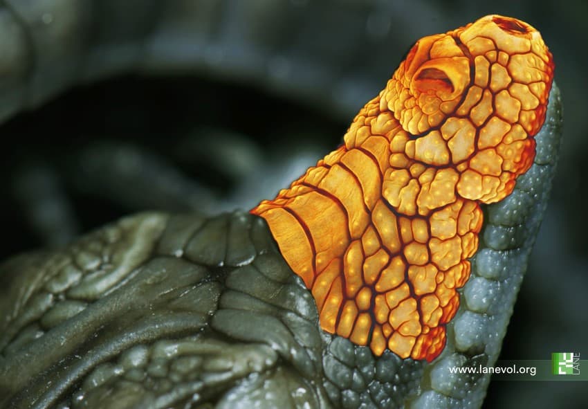 Close up photograph of a baby crocodile's head. It is overlaid with false colours in yellow and red to emphasise the scale patterns