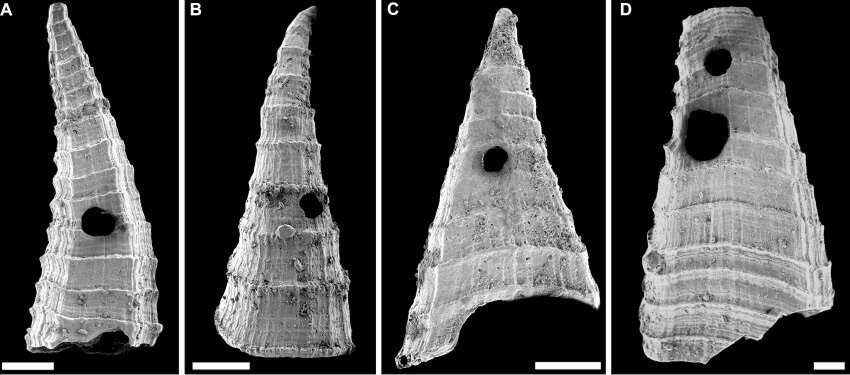 4 black and white photographs of tiny cone-shaped shells with holes punctured in them