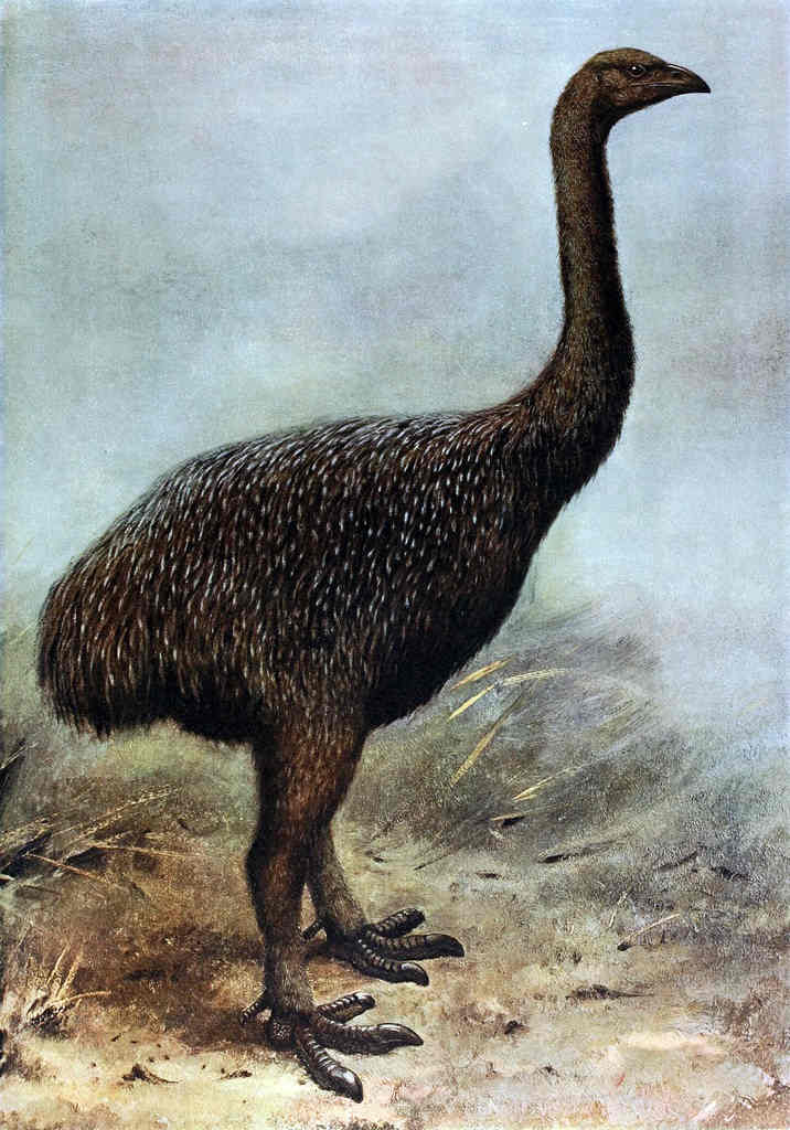 Extinct moa giant bird drawing