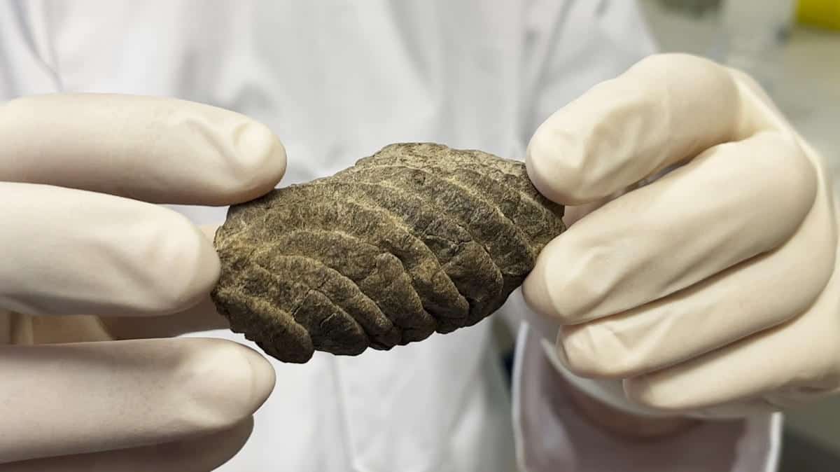 Gloved hand holding fossil poo coprolite