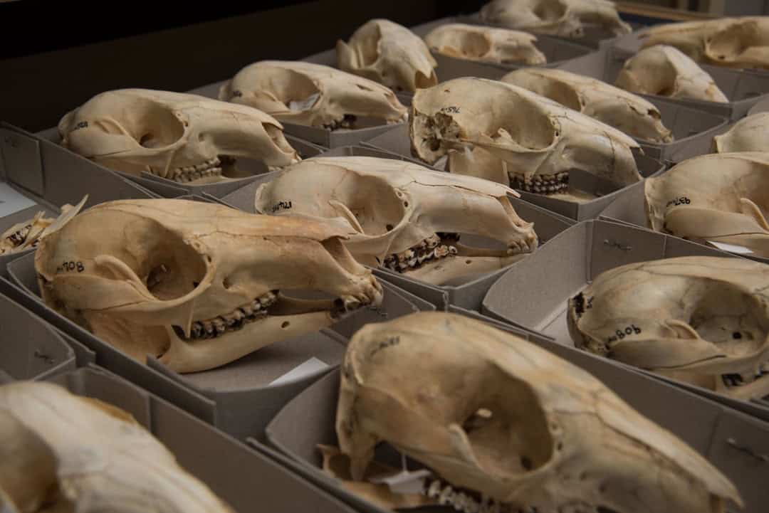 Kangaroo skulls