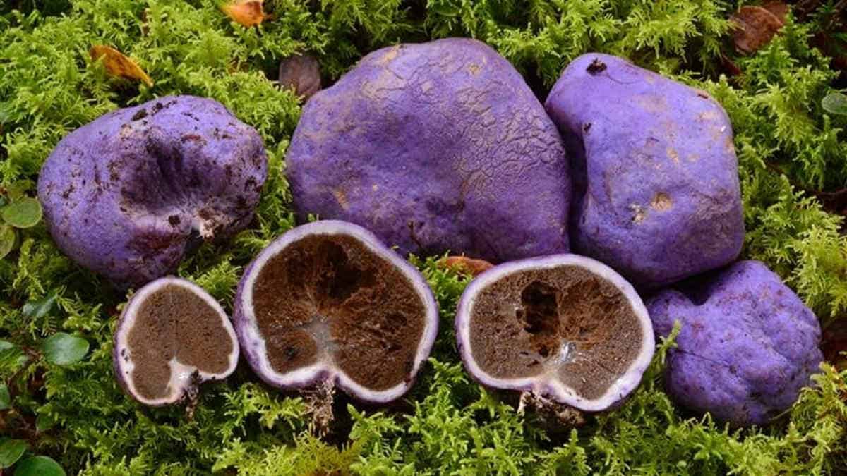 Bright purple fungus on moss