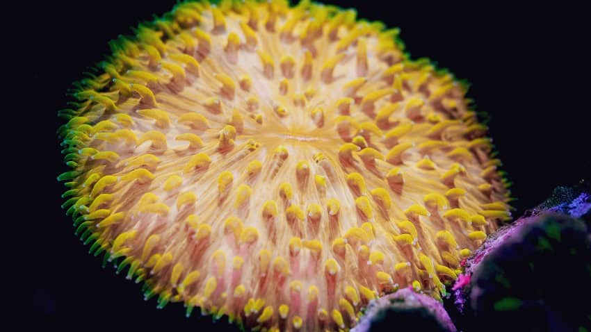 A bright yellow soft coral. It is shaped like the top of a mushroom with small anemone-like protrusions