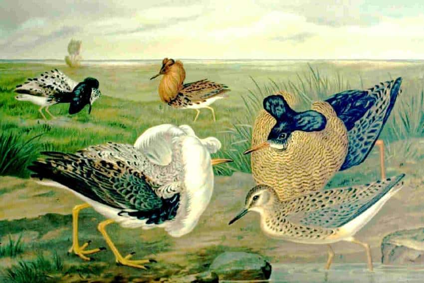 Different morphs of ruffs in a lek.