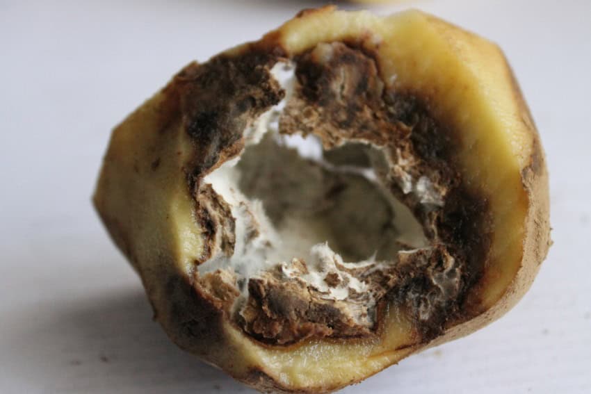 A potato with brown, mouldy-looking flesh