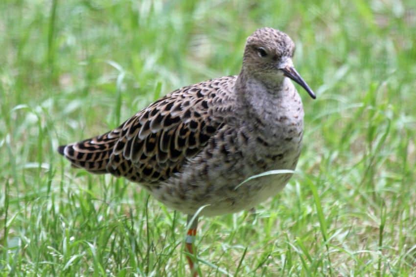 A female ruff, which resembles the faeder male morph.