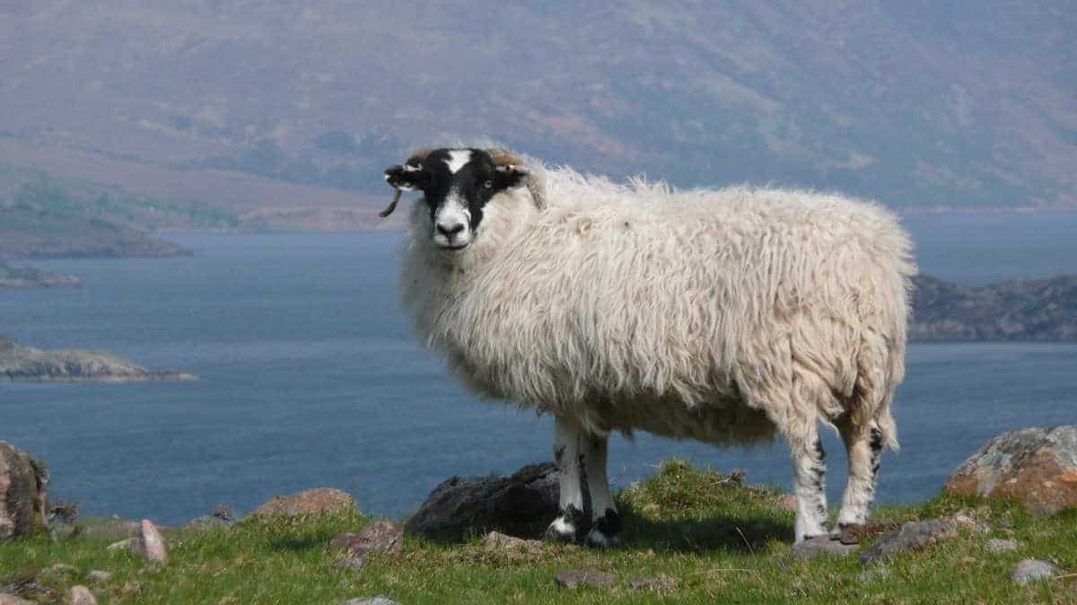 Black faced sheep in scotland