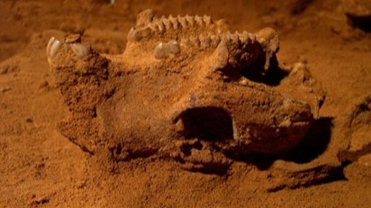 Fossil skull of kangaroo in cave