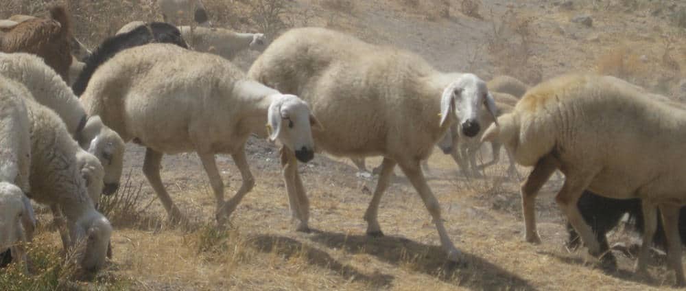 Domestic sheep in central anatolia