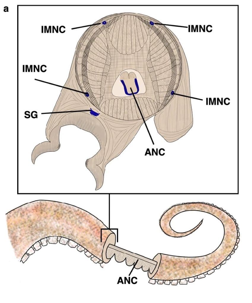 An illustration of an octopus arm showing the segmented axial nerve cord that runs through its centre.