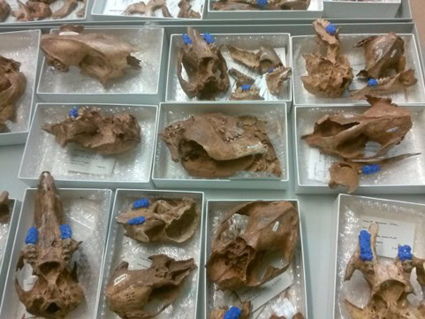 Kangaroo skull fossils in boxes