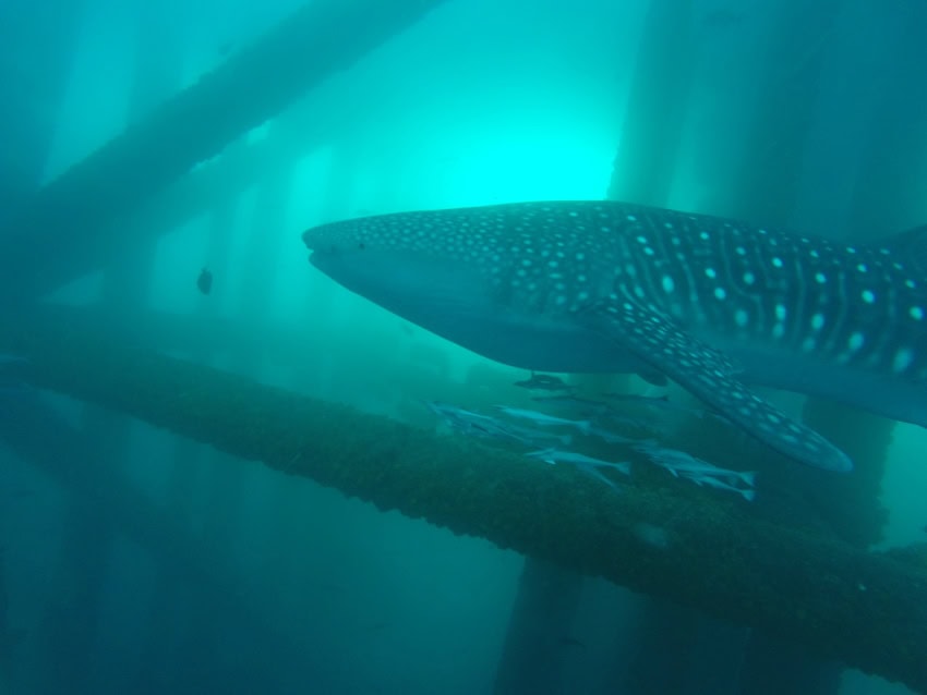 A whale shark swims in murky sea water through through the foundation of an oil and gas platform