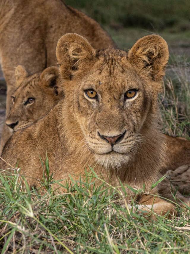 6 wild things we learned about lions in 2024