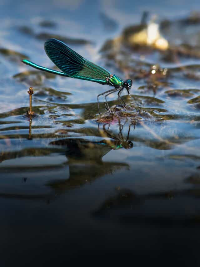 A quarter of freshwater animals at risk of extinction