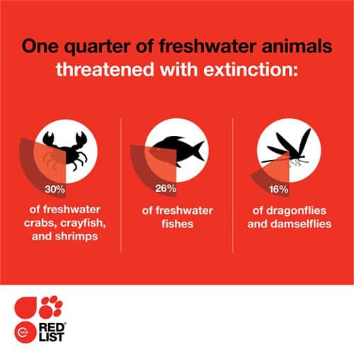 Red infographic showing pie graphs of different kinds of freshwater species