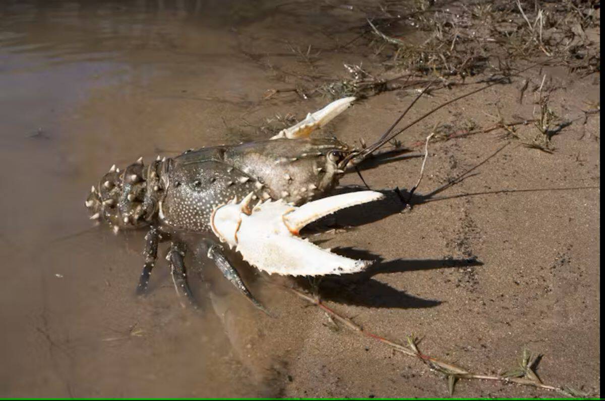 Murray crayfish (image Nick Whiterod)