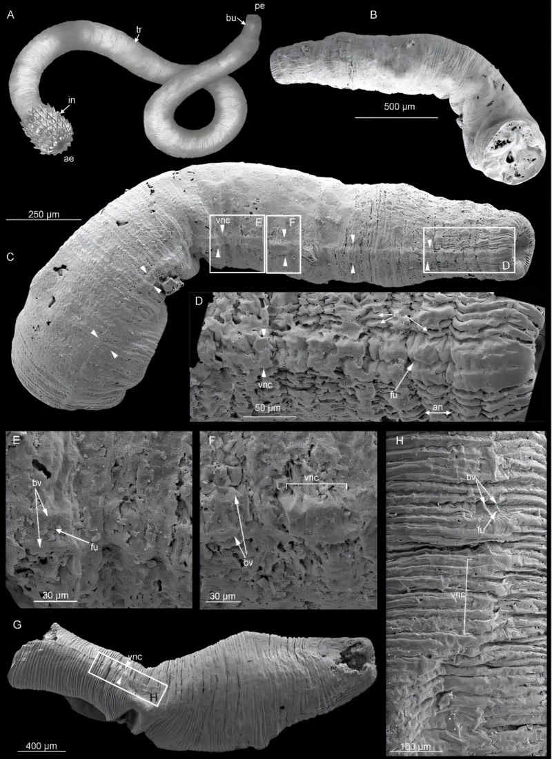 Images of fossil worms on black background