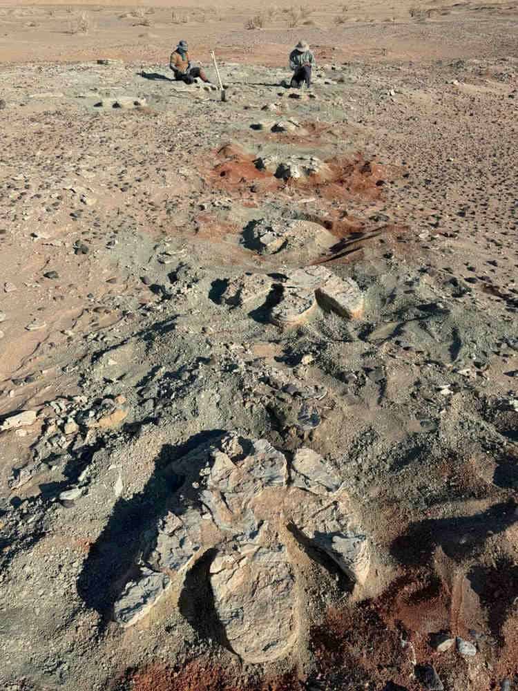 Series of fossil dinosaur footprints in desert