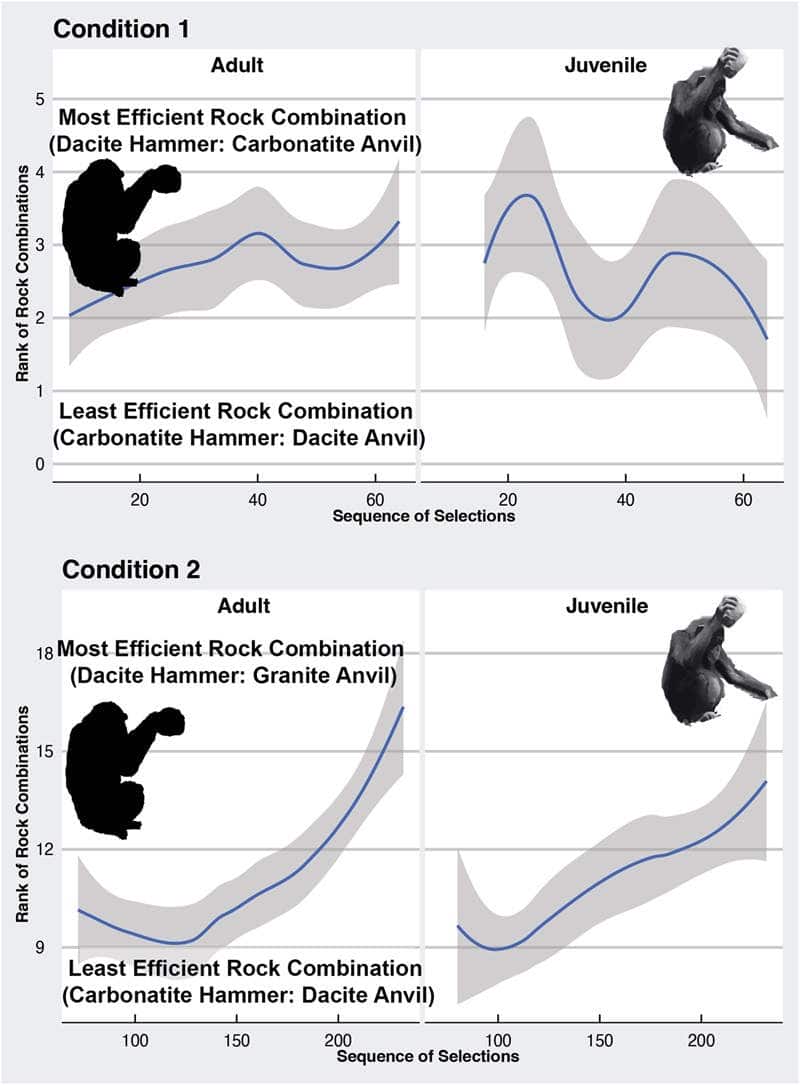 Plots showing how chimpanzees hit things with rocks