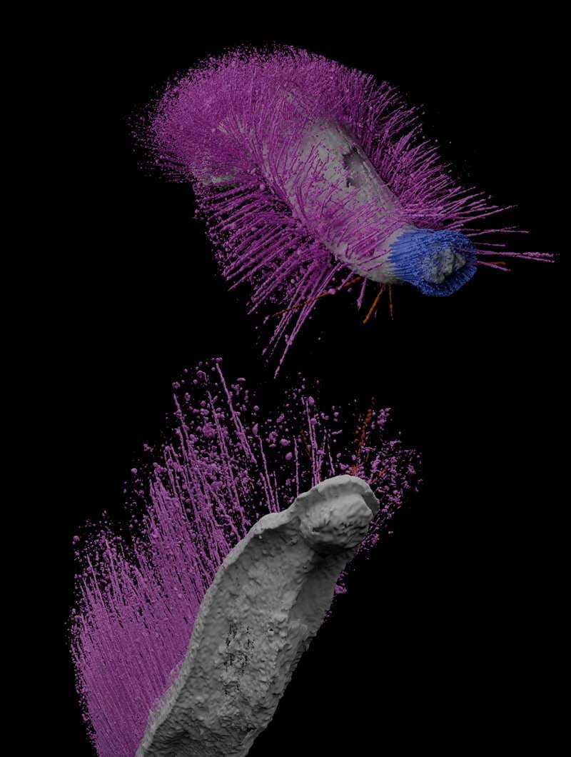 3d image of ancient molluscs with pink spikes on black background