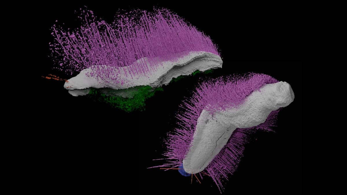 3d image of ancient molluscs with pink spikes on black background