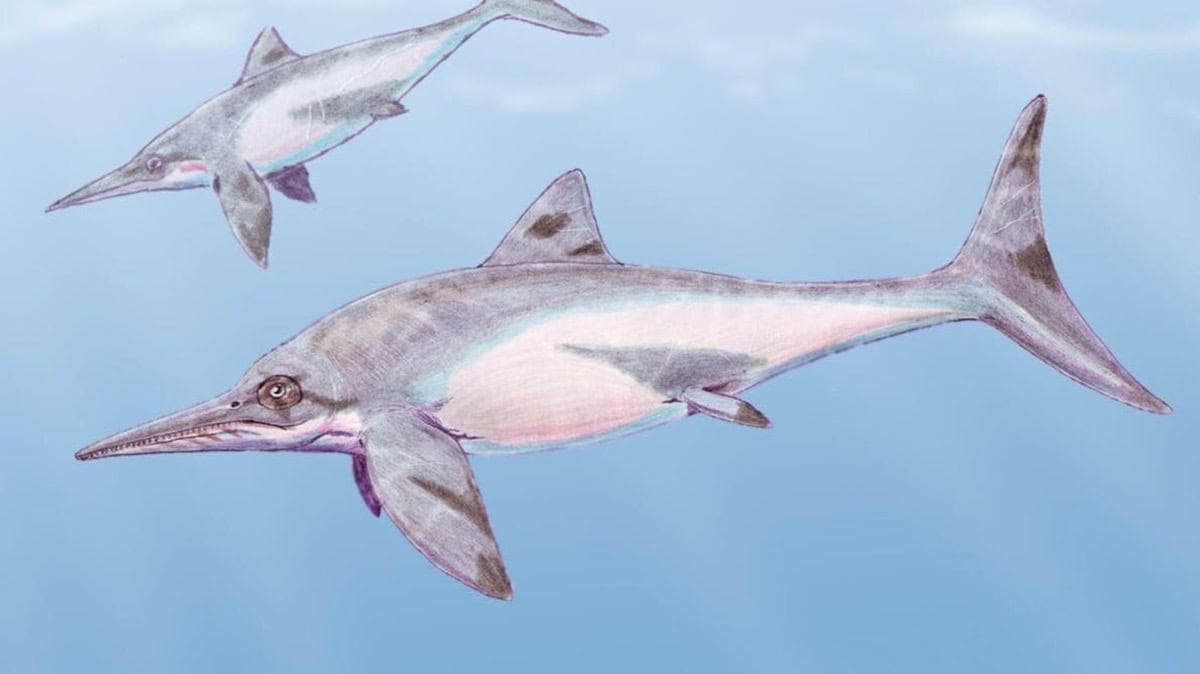 Drawing of two ichthyosaurs