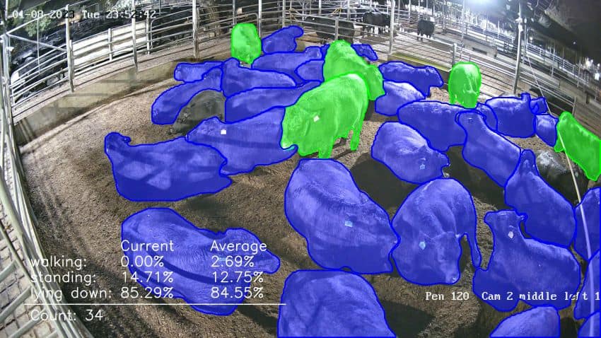 The smart algorithm can detect when individual animals are standing, walking or lying down.