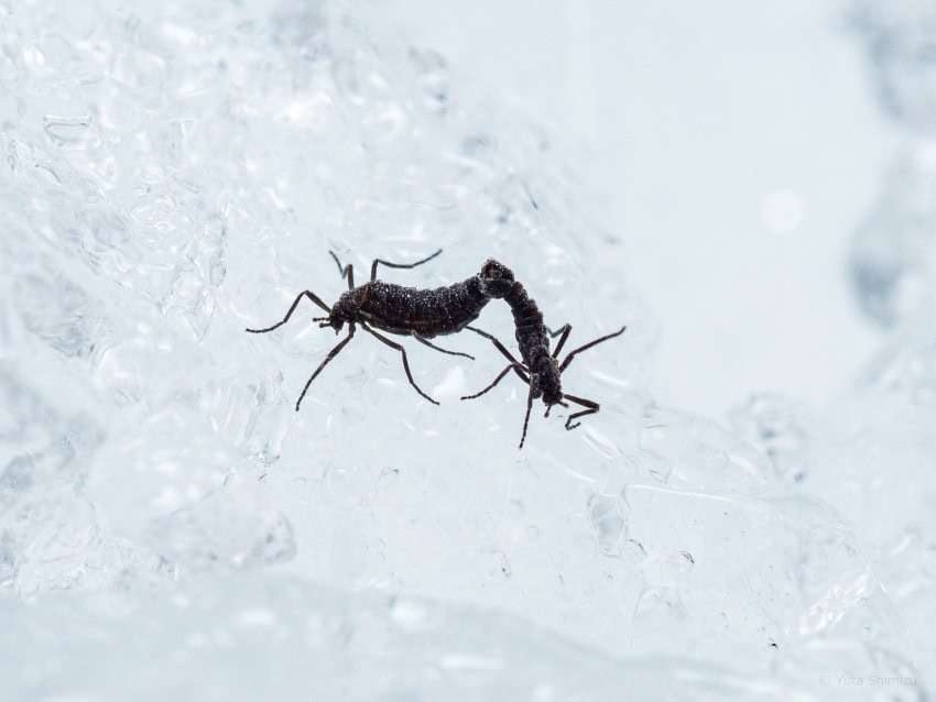 Two insects, adult flightless antarctic midges on ice.