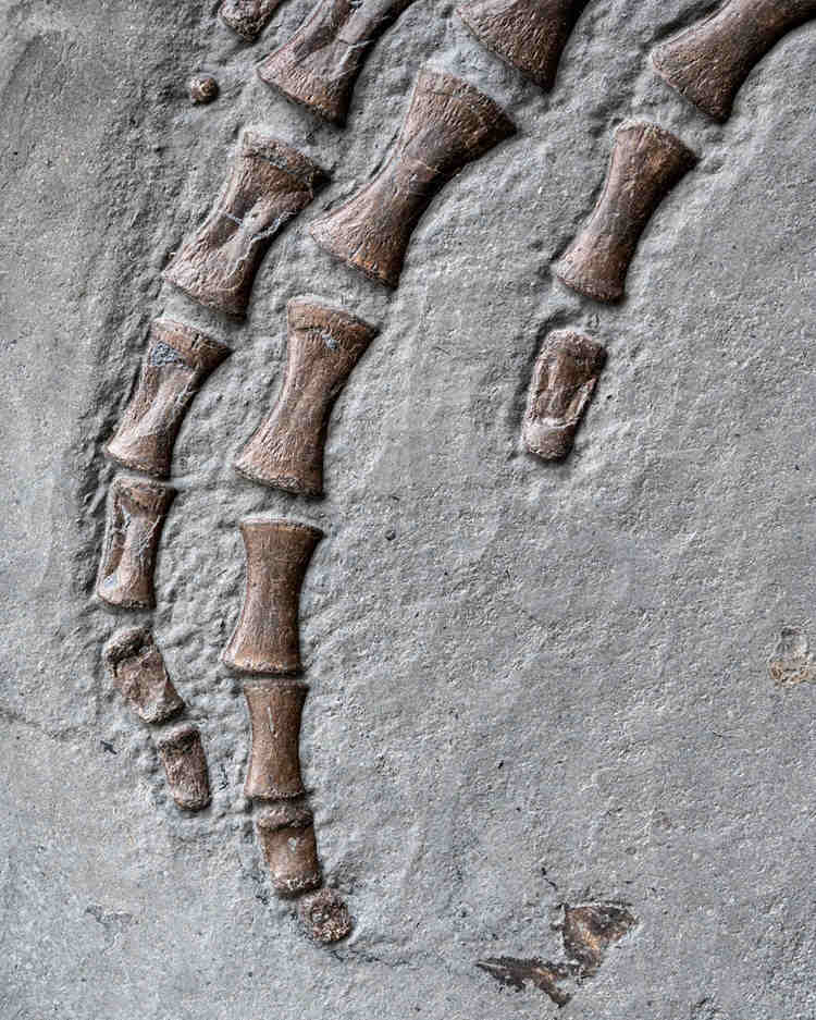 Plesiosaur flipper tip fossil