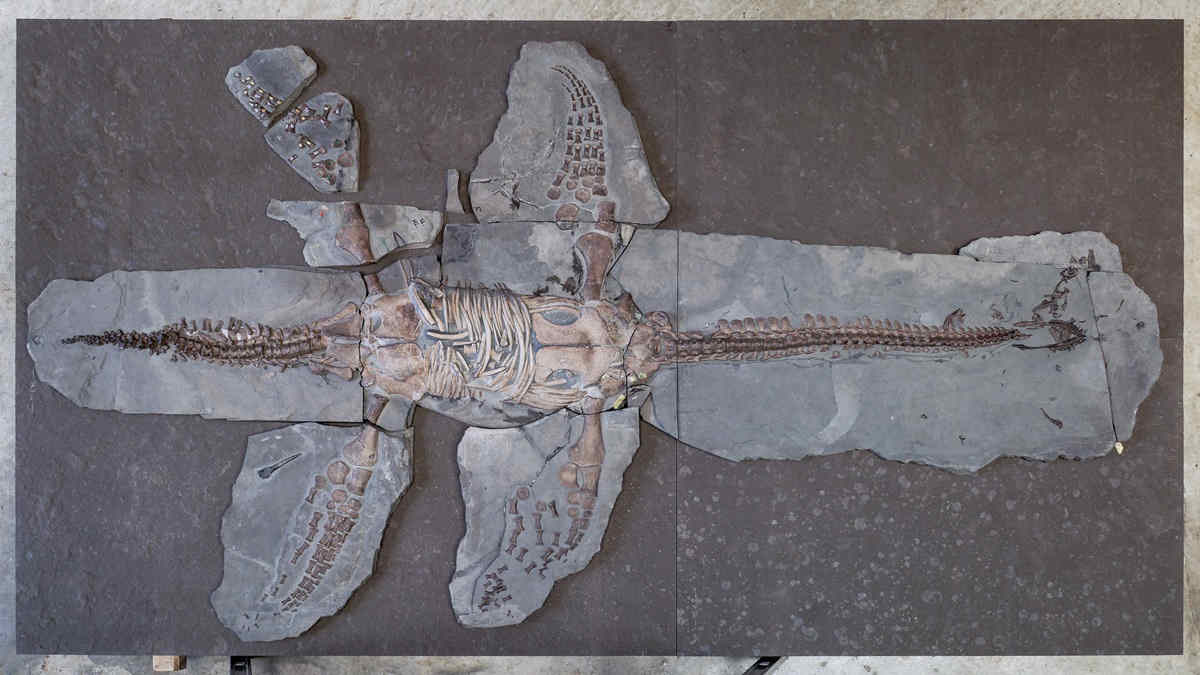 Plesiosaur skeleton fossil