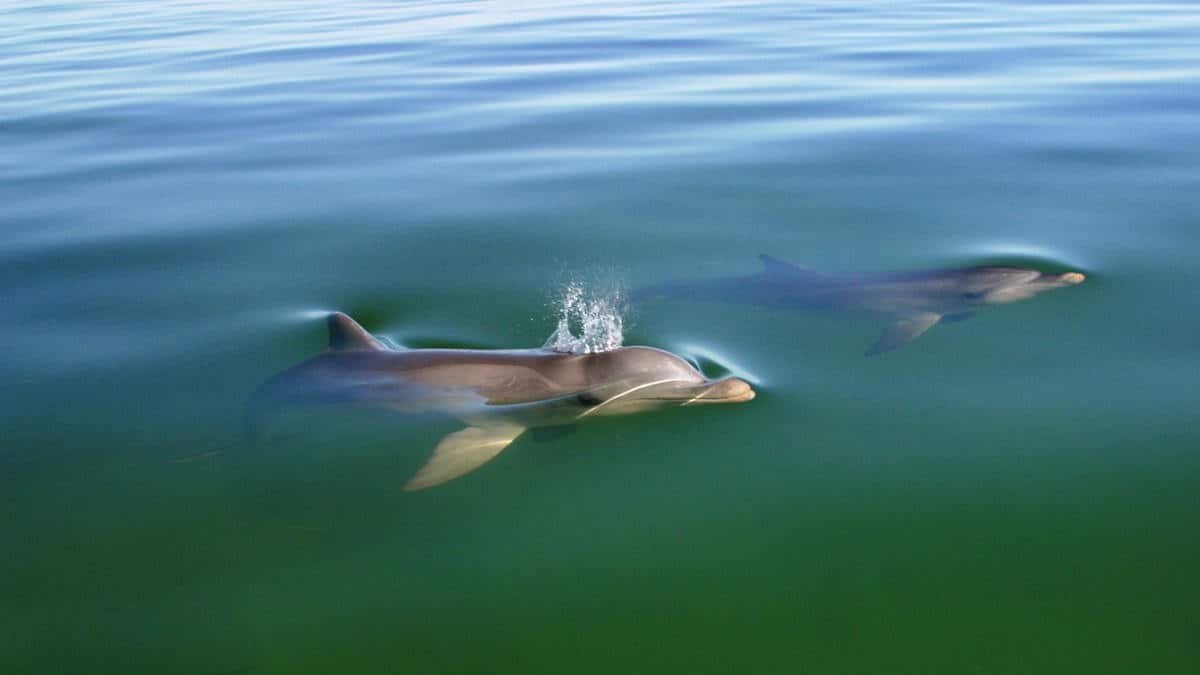 Two dolphins near surface in blue green water