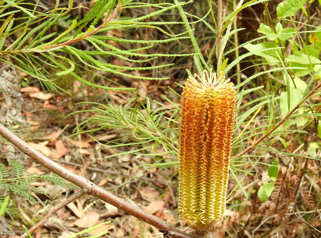 Banksia cunninghamii © kim tarpey some rights reserved cc by