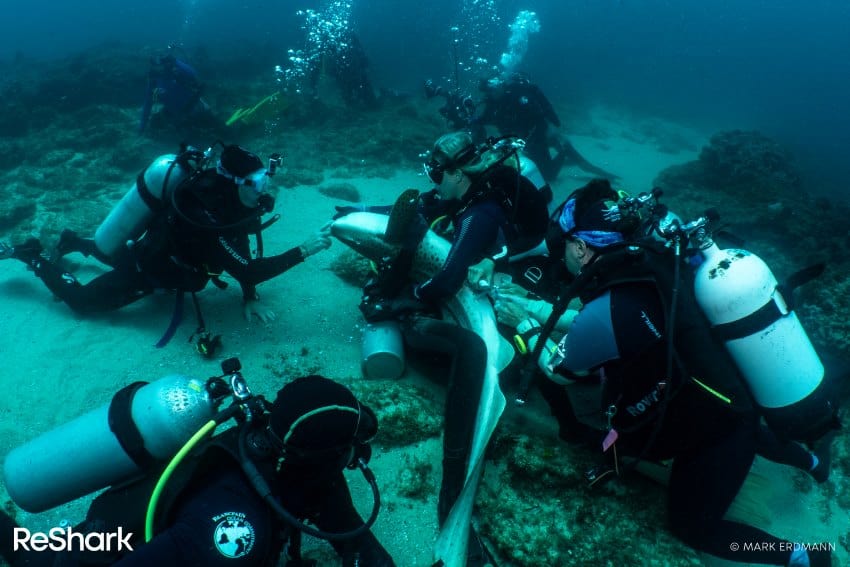 A leopard shark lies immobile on its back as a group of scuba divers extract semen from it