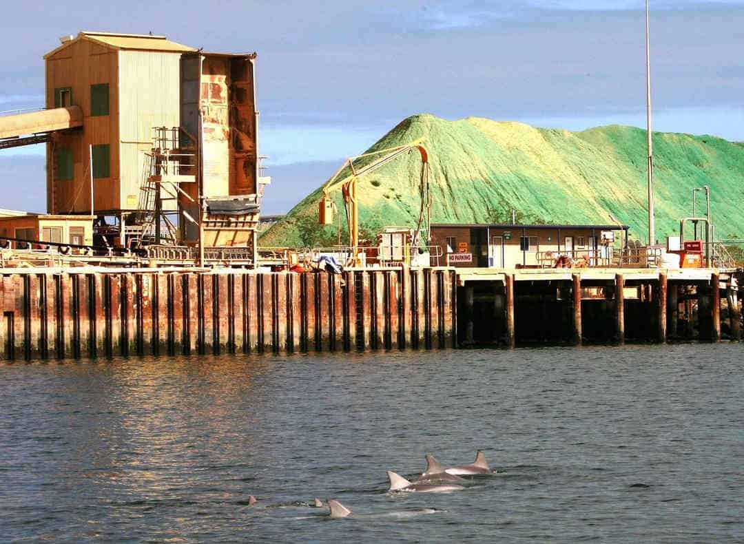 Dolphins near cement factory