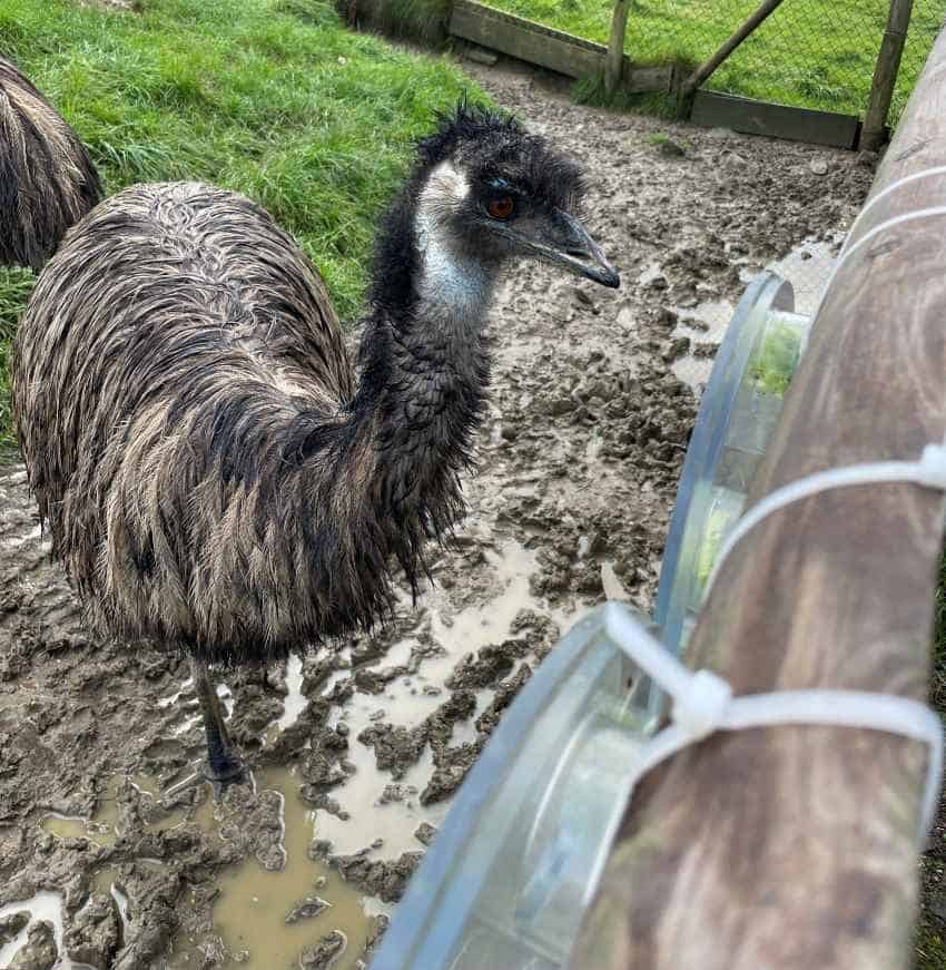 An emu approaches clear circular puzzles zip-tied to a fence