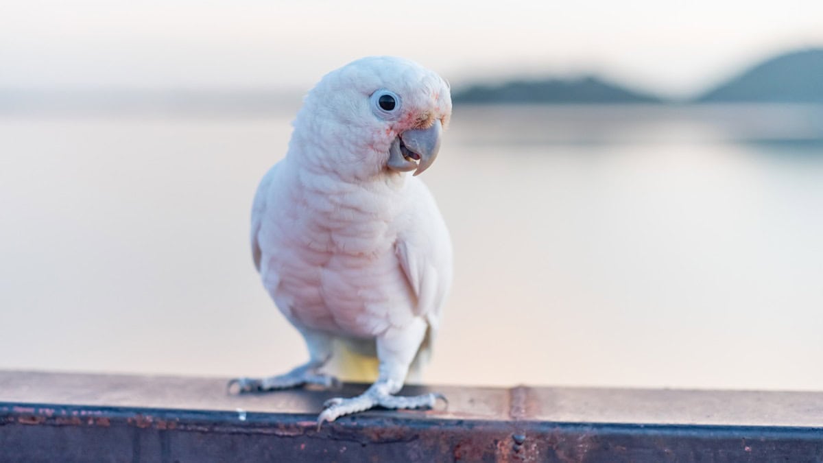 Cockatoo bird standing perched on beam with water in background