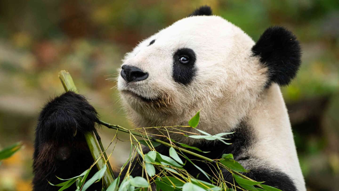 A young giant panda sitting and eating bamboo