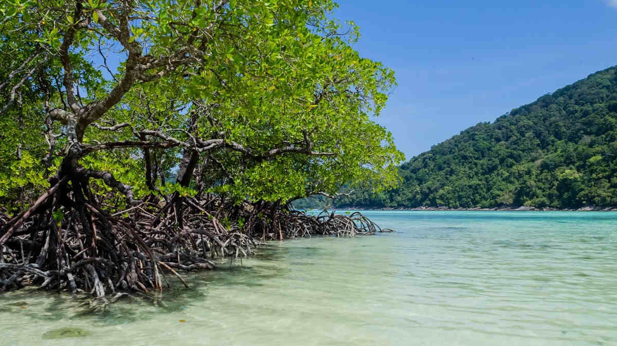 Mangrove forest along coast