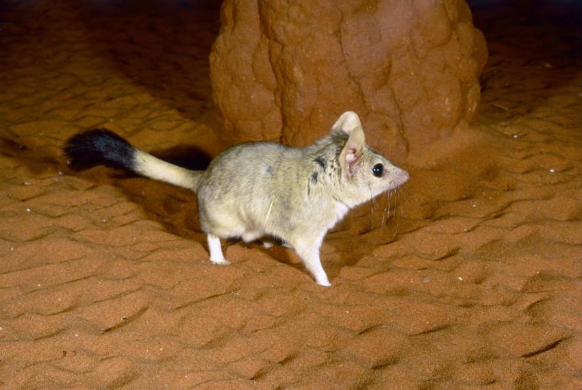 An alert kowari standing on all fours with brushy tail extended behind.