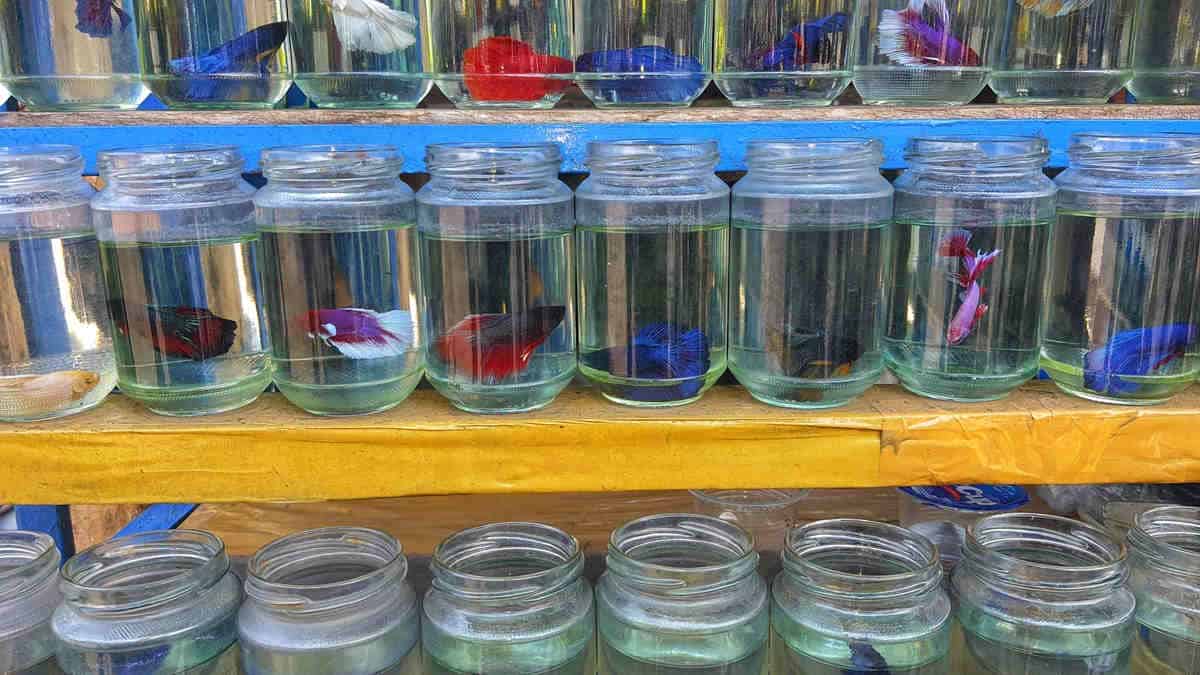 Fish display in jars for business