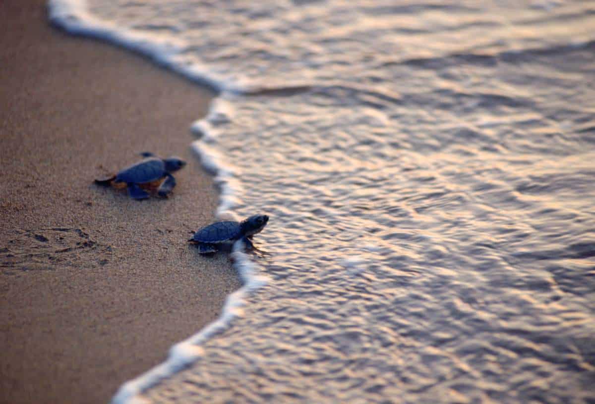 A pair of turtles on the beach in Cyprus. (Photo by Tim Graham/Getty Images)