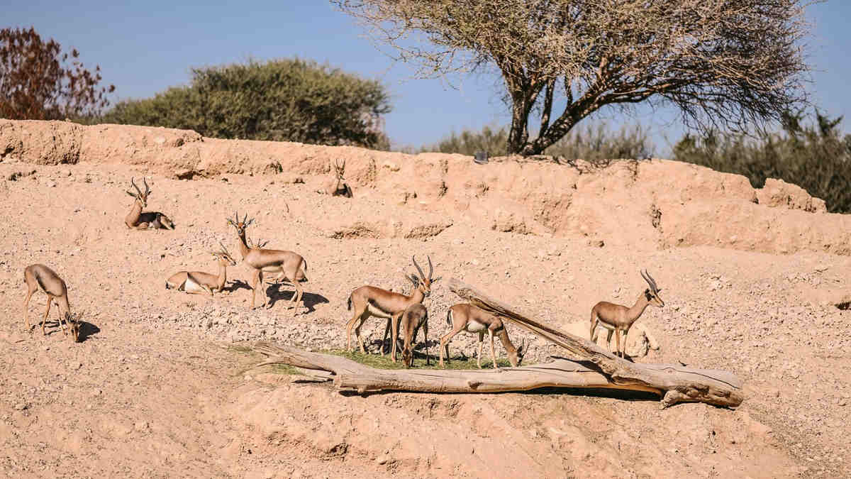 Gazelles in arid desert with log and trees