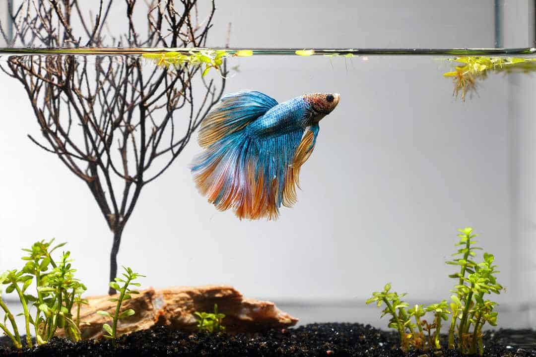 Siamese fighting fish in well-furnished home tank