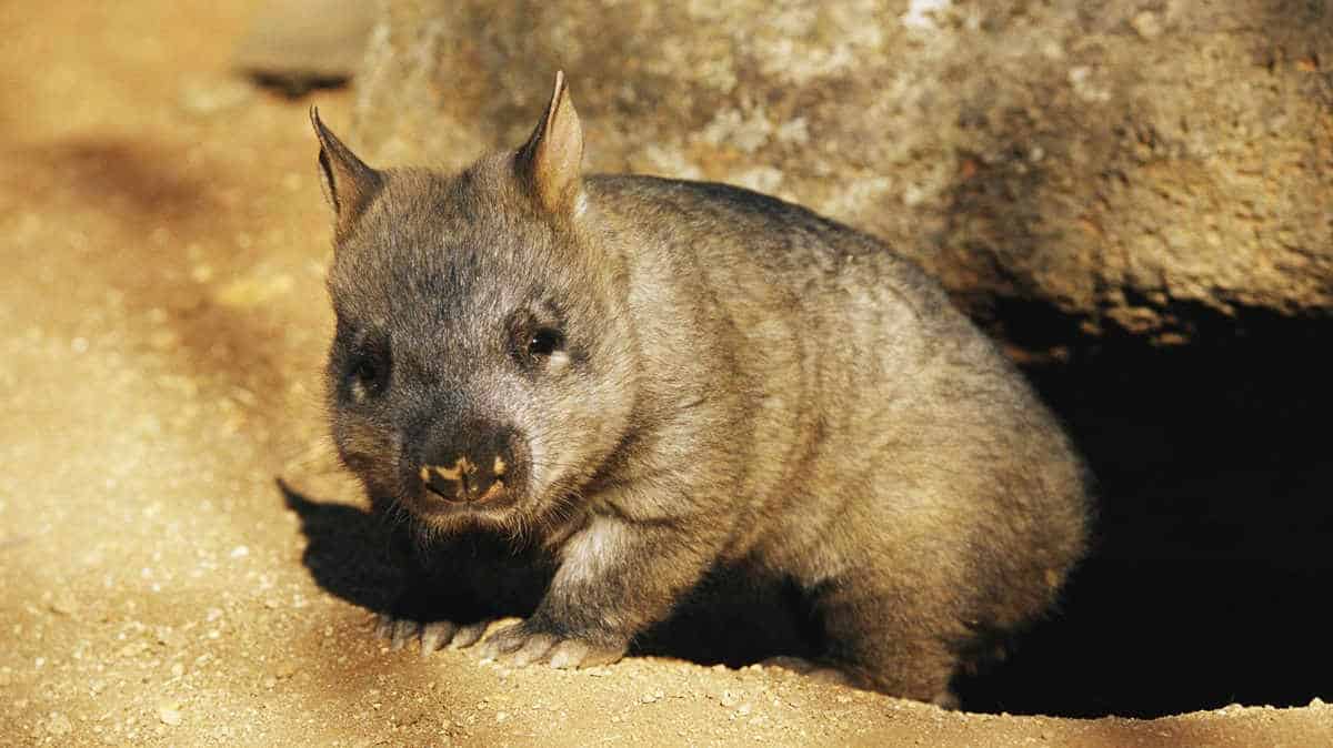 A juvenile southern hairy-nosed wombat emerging from its burrow