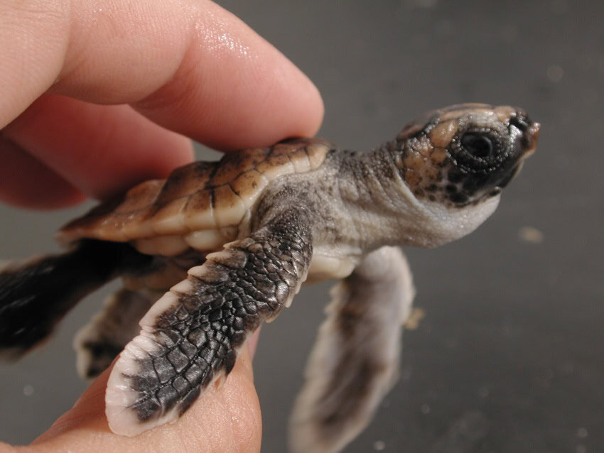 A close up image of a brown baby turtle, which can navigate using magnetic fields, held gently between someone's fingers.